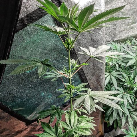 Star Buttah growlog timeline photo