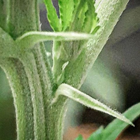Star Buttah growlog timeline photo