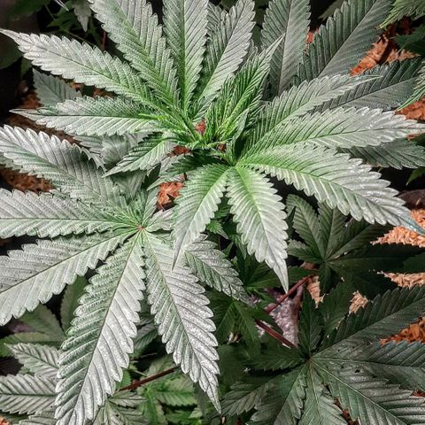 Star Buttah growlog timeline photo
