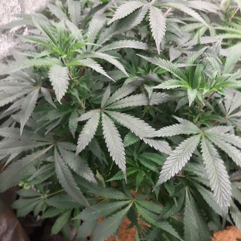Unicorn Gelatin growlog timeline photo
