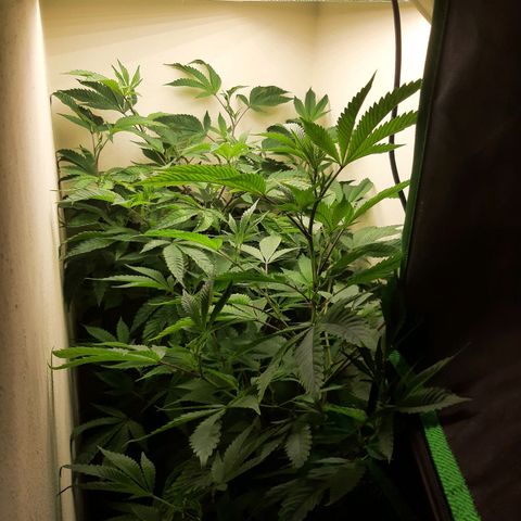 Killer Bees (bwcc cut) growlog photo