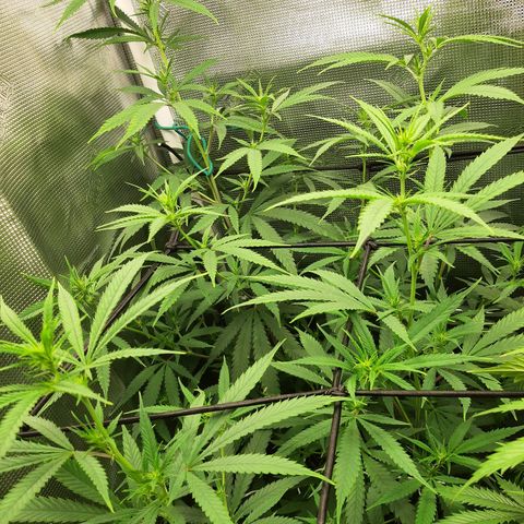 Pennywise growlog timeline photo