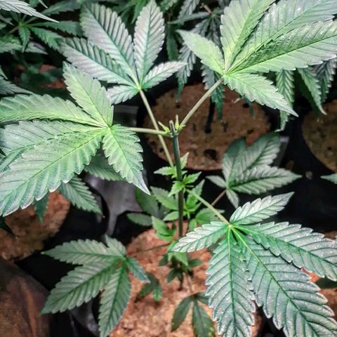 Orange an Berriez growlog timeline photo