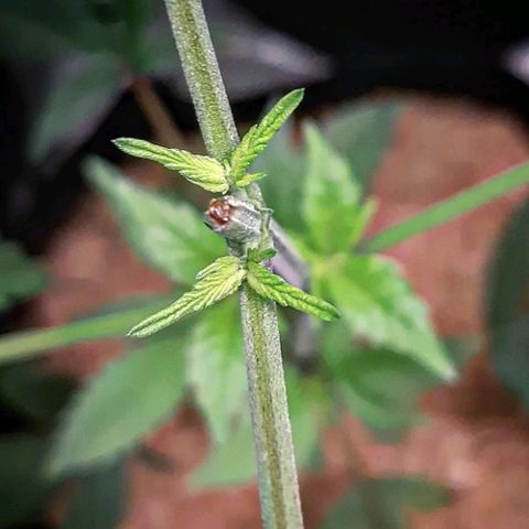 Orange an Berriez growlog timeline photo