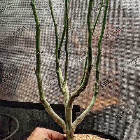 Vanilla Sunbreath s1 growlog timeline photo