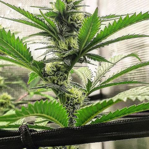 Vanilla Sunbreath s1 growlog timeline photo