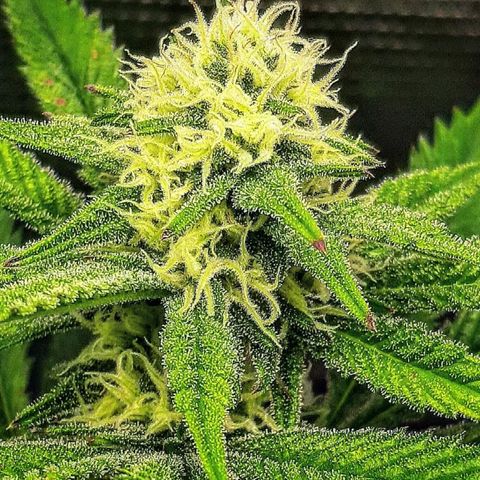 Vanilla Sunbreath s1 growlog timeline photo