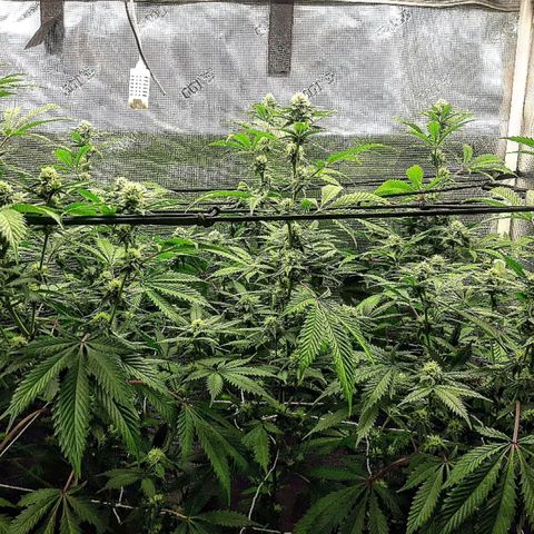 Vanilla Sunbreath s1 growlog timeline photo