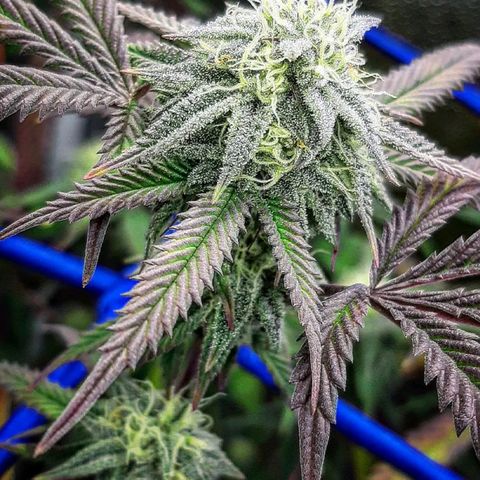 Cemented Banana Trufflez growlog timeline photo