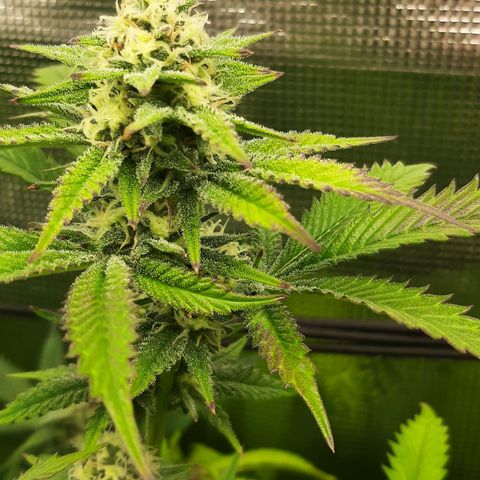 Vanilla Sunbreath s1 growlog timeline photo