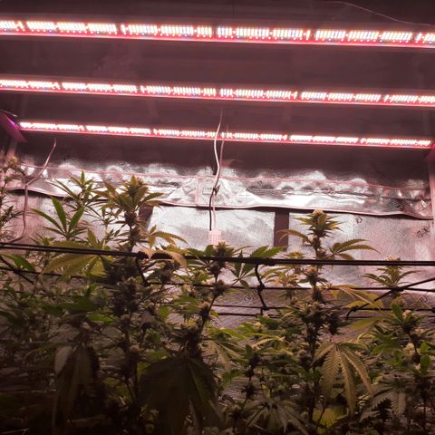 Vanilla Sunbreath s1 growlog timeline photo