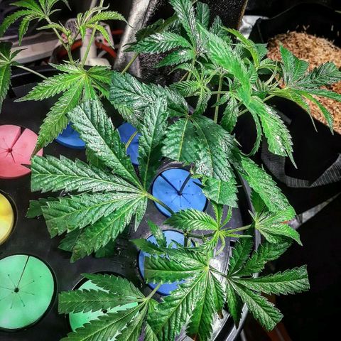 Unicorn Gelatin growlog timeline photo