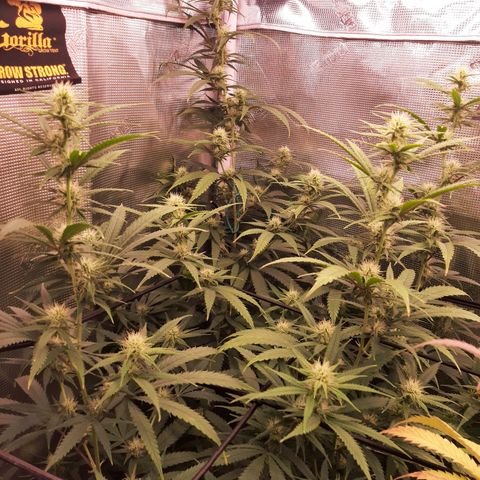 Pennywise growlog timeline photo