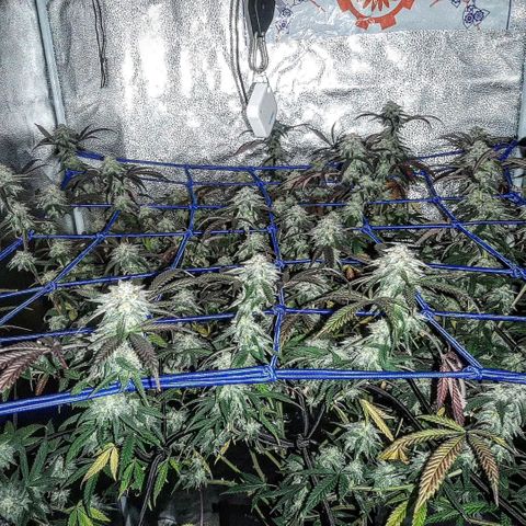 Cemented Banana Trufflez growlog timeline photo