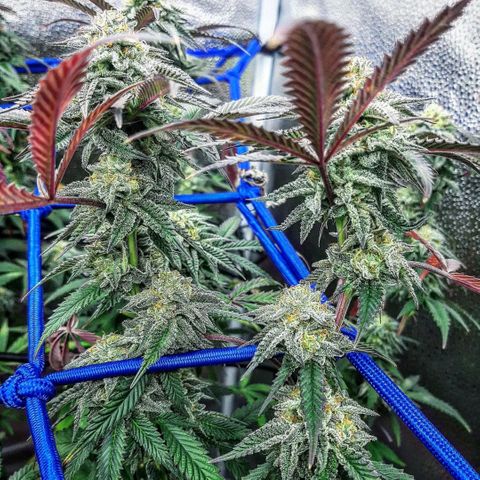 Cemented Banana Trufflez growlog timeline photo