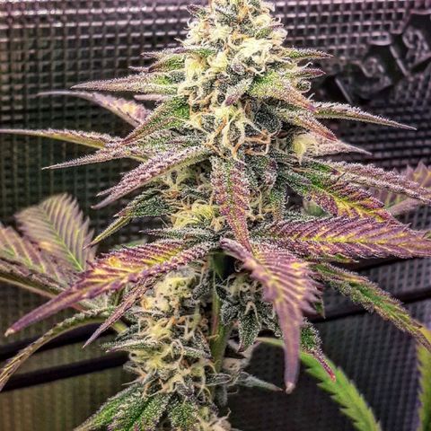Vanilla Sunbreath s1 growlog timeline photo