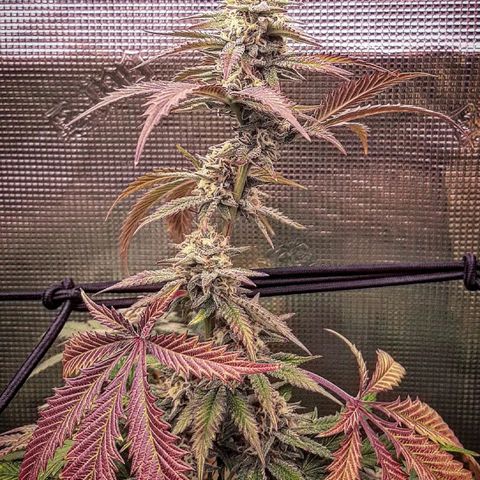 Vanilla Sunbreath s1 growlog timeline photo