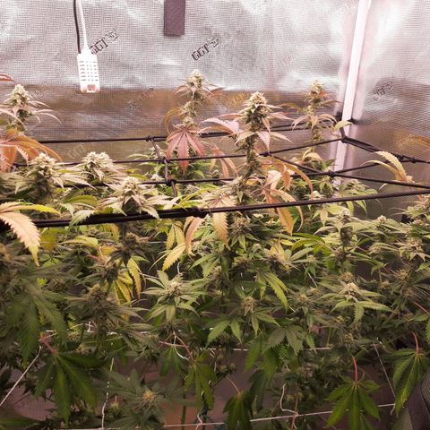 Vanilla Sunbreath s1 growlog timeline photo