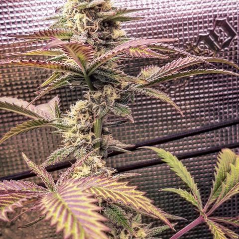 Vanilla Sunbreath s1 growlog timeline photo