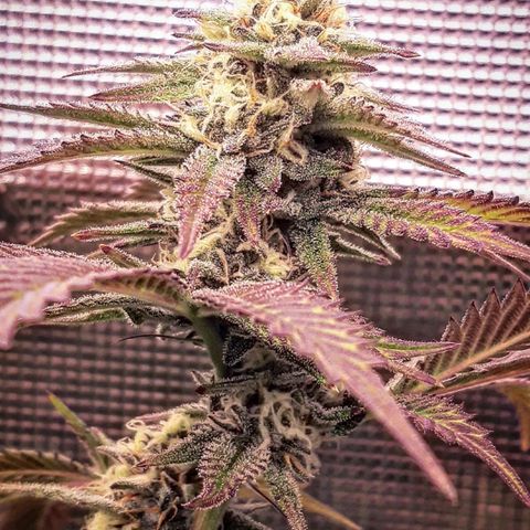 Vanilla Sunbreath s1 growlog timeline photo