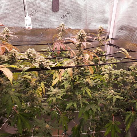 Vanilla Sunbreath s1 growlog timeline photo