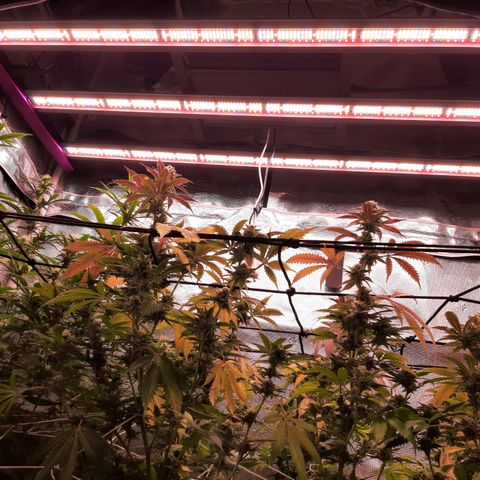 Vanilla Sunbreath s1 growlog timeline photo