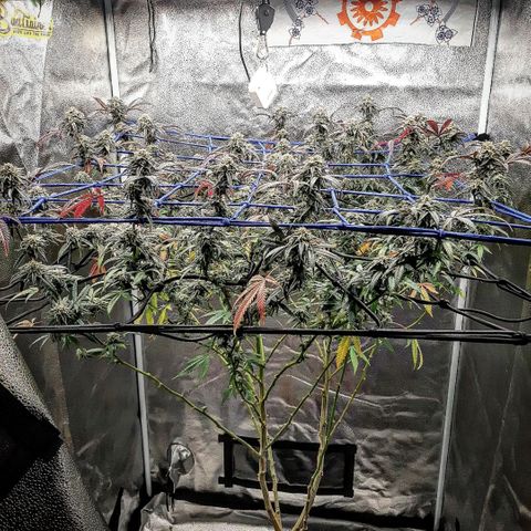 Cemented Banana Trufflez growlog timeline photo