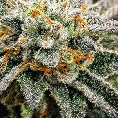 Cemented Banana Trufflez growlog timeline photo