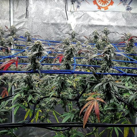 Cemented Banana Trufflez growlog timeline photo