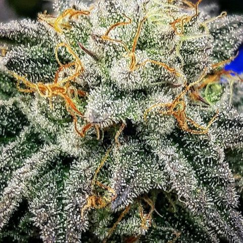 Cemented Banana Trufflez growlog timeline photo
