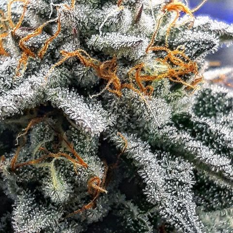 Cemented Banana Trufflez growlog timeline photo