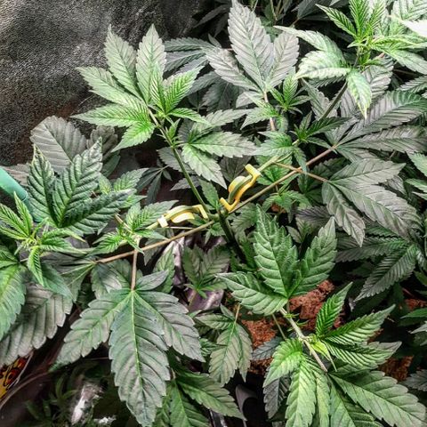 Orange an Berriez growlog timeline photo