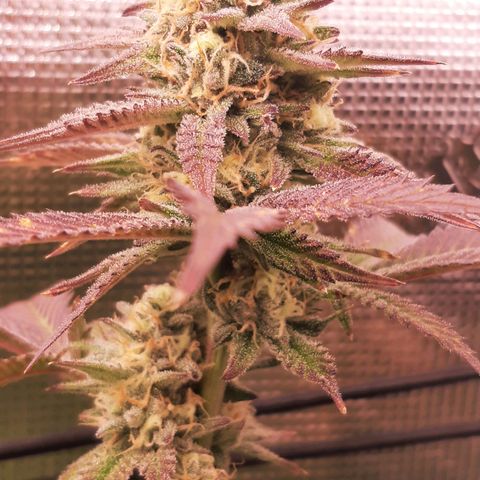 Vanilla Sunbreath s1 growlog timeline photo