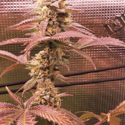 Vanilla Sunbreath s1 growlog timeline photo