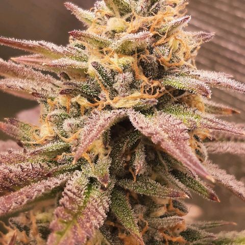 Vanilla Sunbreath s1 growlog timeline photo