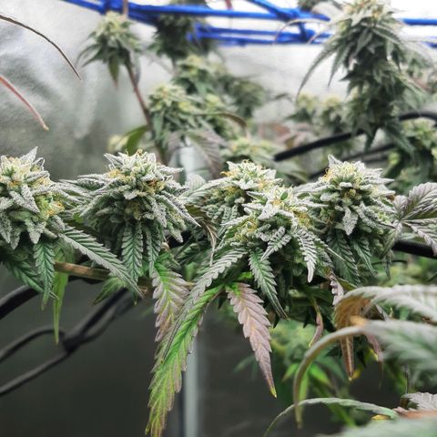 Cemented Banana Trufflez growlog timeline photo