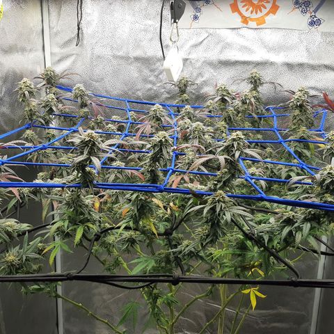 Cemented Banana Trufflez growlog timeline photo