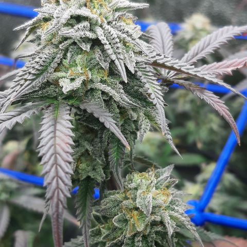 Cemented Banana Trufflez growlog timeline photo
