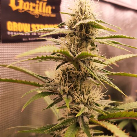 Pennywise growlog timeline photo