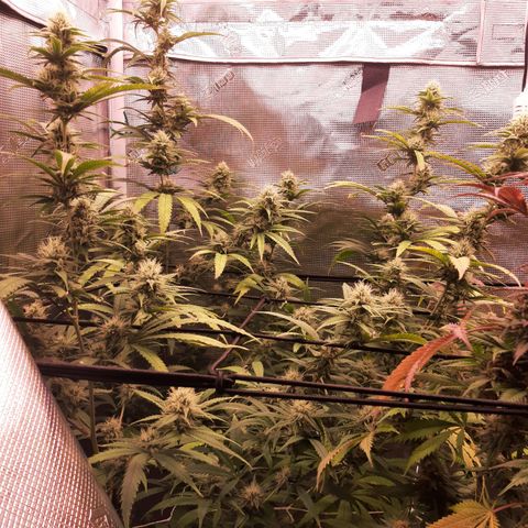 Pennywise growlog timeline photo