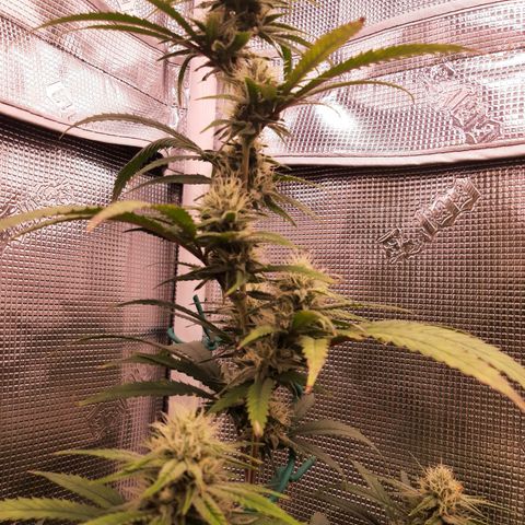 Pennywise growlog timeline photo