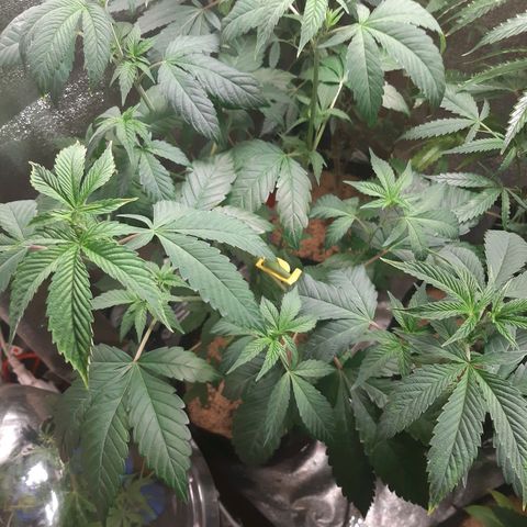 Orange an Berriez growlog timeline photo