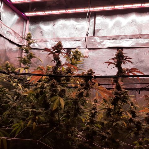 Vanilla Sunbreath s1 growlog timeline photo