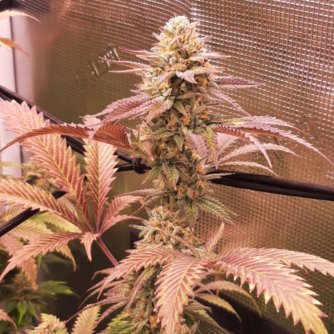 Vanilla Sunbreath s1 growlog timeline photo