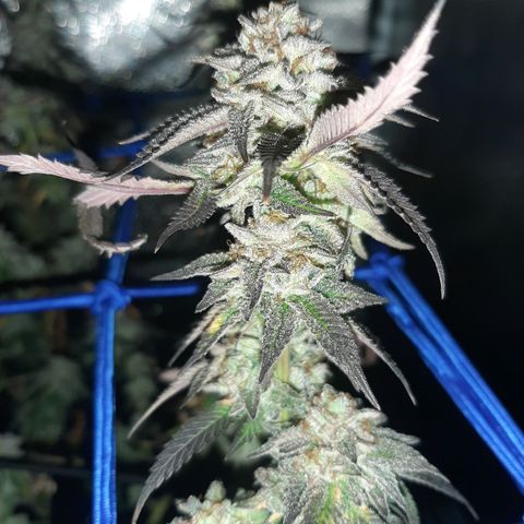 Cemented Banana Trufflez growlog timeline photo