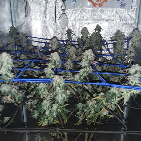 Cemented Banana Trufflez growlog timeline photo