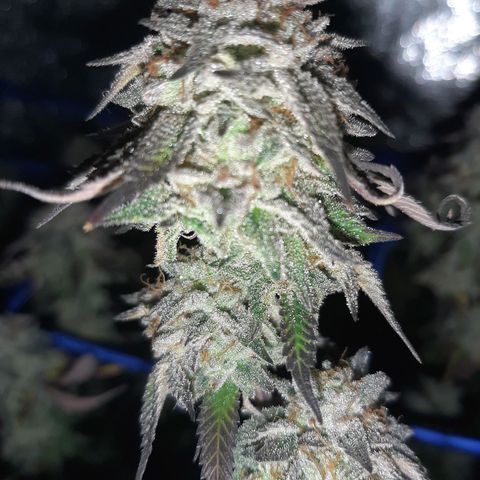 Cemented Banana Trufflez growlog timeline photo