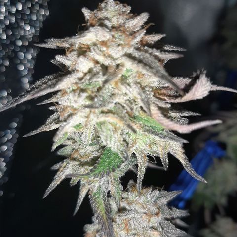 Cemented Banana Trufflez growlog timeline photo