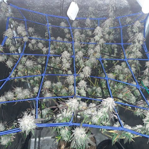 Cemented Banana Trufflez growlog timeline photo