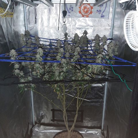 Cemented Banana Trufflez growlog timeline photo